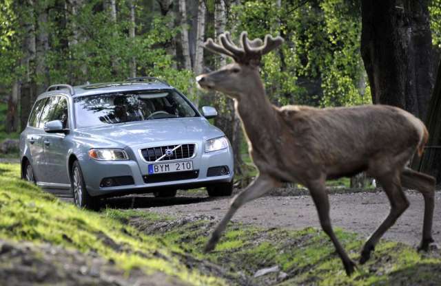 Vadat gázoltunk. Mit tegyünk?