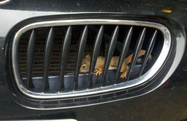 Állati: mókus a BMW Z4-ben