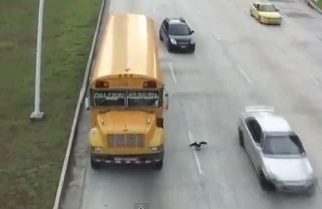 Mentalista madár merész mutatványa az autópályán