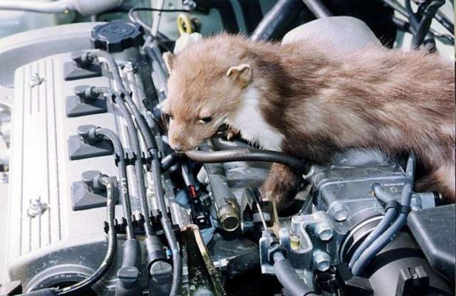 Háború, terror és nyestkár esetén nem fizet a biztosító