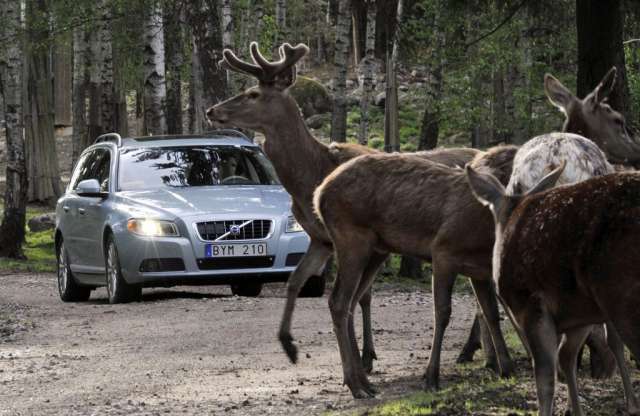 Szarvast gázolt, majd sérültjét kórházba vitte az ittas sofőr