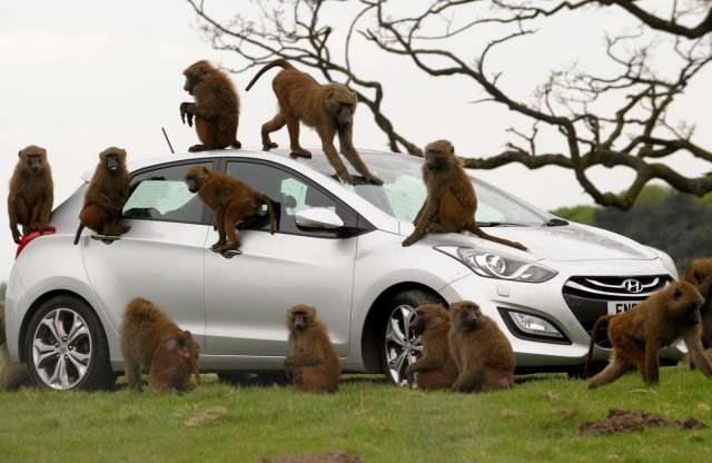 Mit művel 40 majom egy autóval?