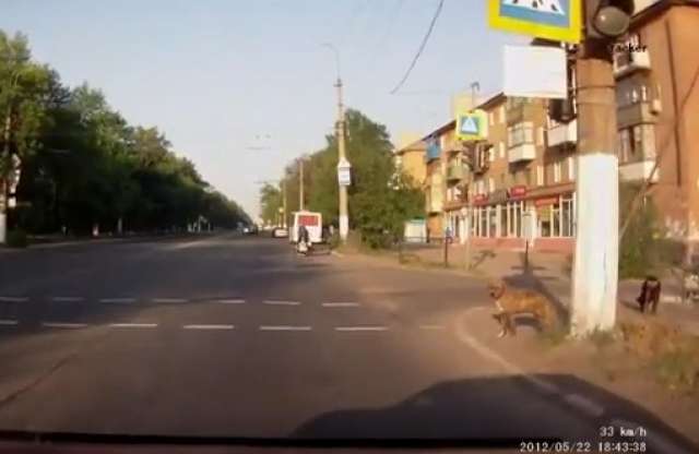 Közlekedik, mint az állat