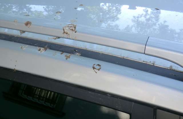 Whiskyvel is mosható a fenyőgyanta. Mégsem azzal érdemes!