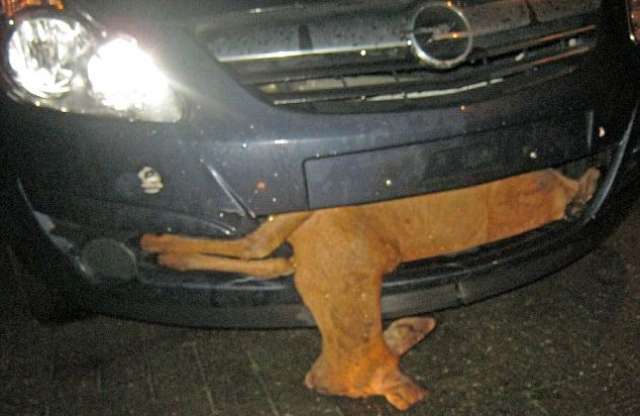 Légbeömlőjével őzet fogott a Corsa