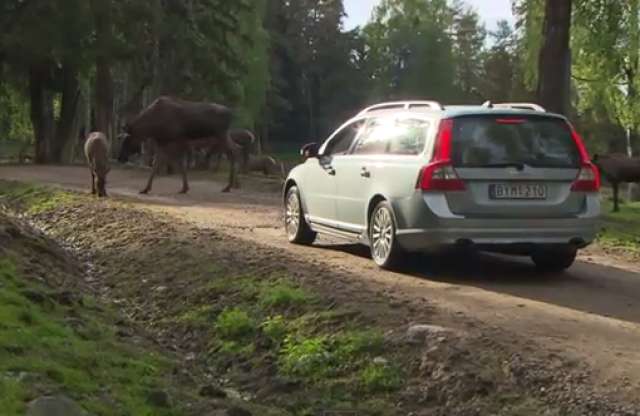 Megnyugodhatnak a jávorszarvasok, fejleszt a Volvo