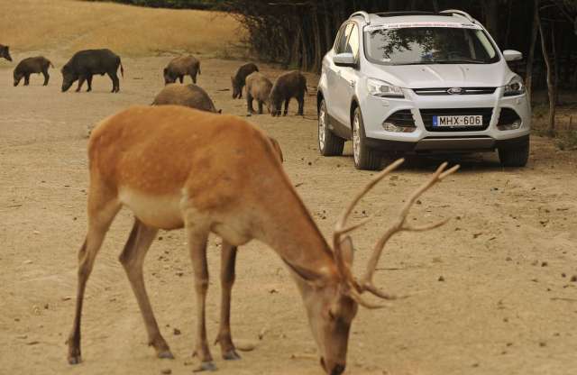Ford Kugával a vadak között