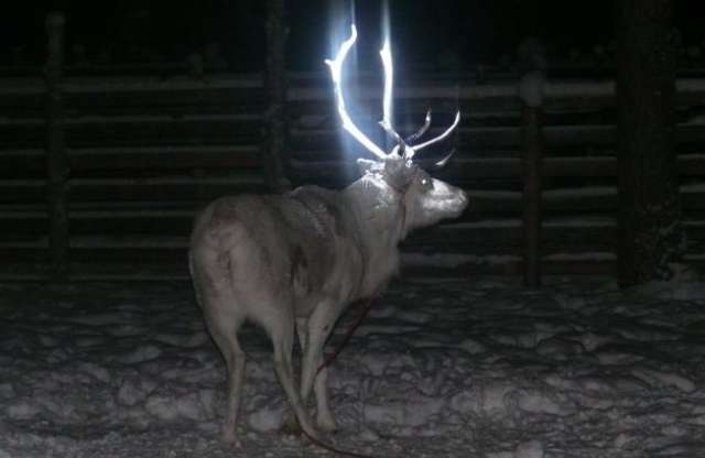 Fényvisszaverős szarvasagancs a balesetek ellen?