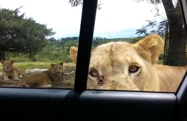 Ilyen, amikor az oroszlán benyit hozzád