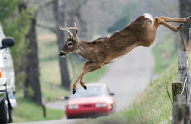 Az őzek után most a szarvasokkal kell vigyázni