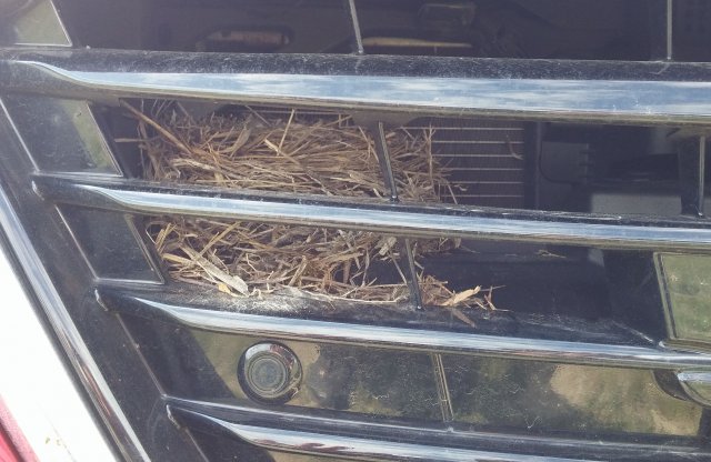 Élővilág az autóban: fiókáknak adhatott életet a motortér