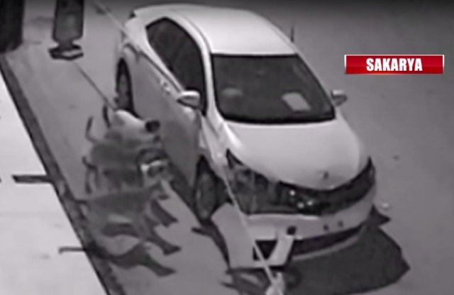 Kutyák lopták el egy Corolla első lökhárítóját