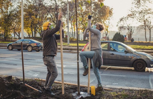 Születésnapi fricska: faültetést szervezett a GreenGo