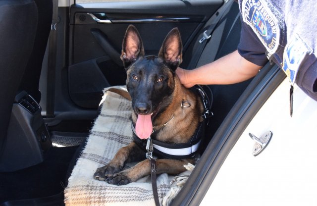 A kutyád is csak egy rakomány, legalábbis a KRESZ szerint!