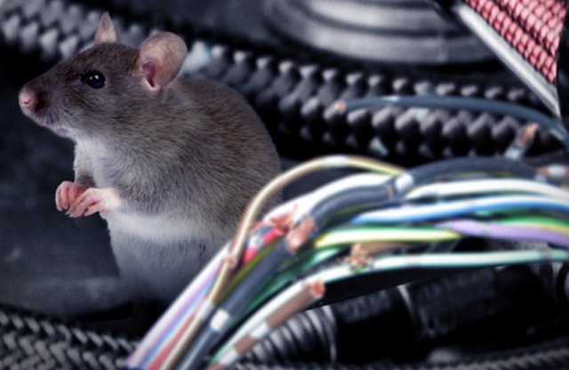 Patkányok támadják a Teslákat, mutatjuk, hogy miért!