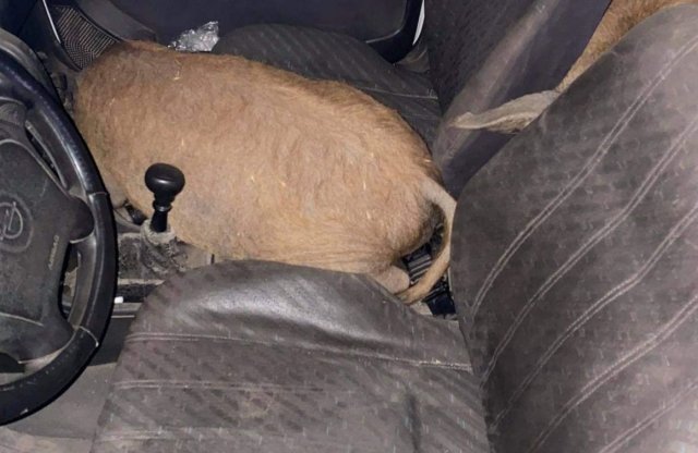 Mitől visít itthon egy Astra? Mangalicától!