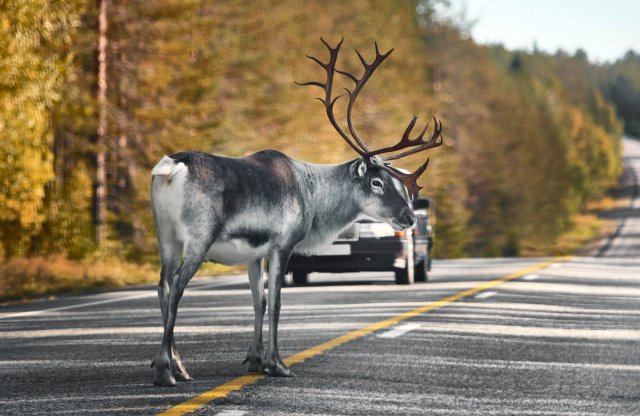 Egymillió forintig térít egy vadriasztó, ha vadat gázolunk