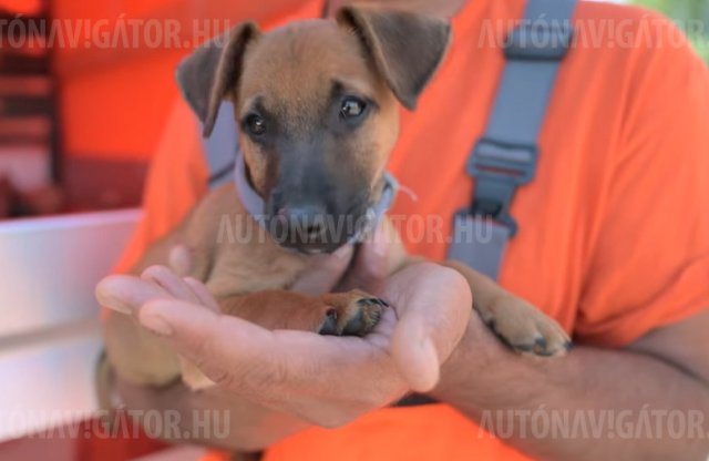 Újra kidobott kölyökkutyát mentettek a Magyar Közút munkatársai