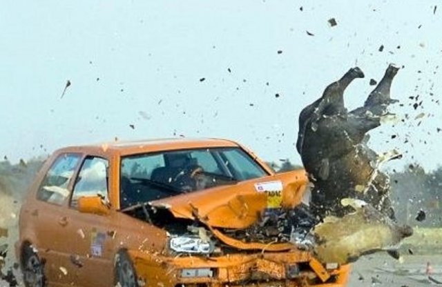 Mostantól mindig te vagy a hibás, ha elütsz egy vadat!