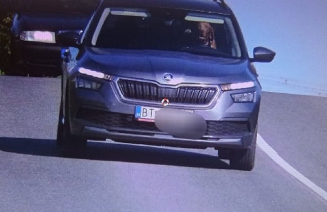 Ha azt hiszed mindent láttál: íme egy gyorshajtó kutya!