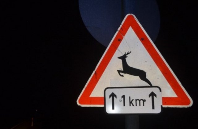 Erre figyelj, ha nem akarsz vadat gázolni!