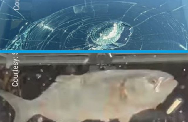 Égből lepottyanó hal törte össze egy Tesla szélvédőjét