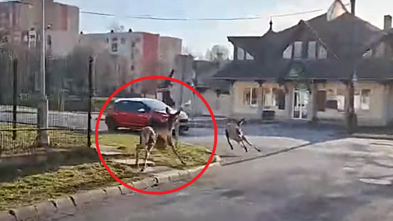 Kamera előtt rohant autónak egy szarvas fényes nappal a városban