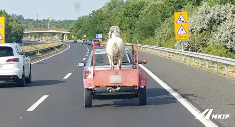 Nincs elég lóerő a Skoda Fabiában? Ne így adj hozzá még egyet!
