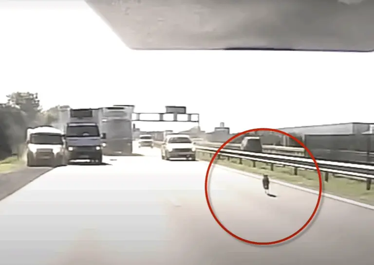 Videó: kutya szaladgált az M4-es autóúton, öten mentek egymásba!