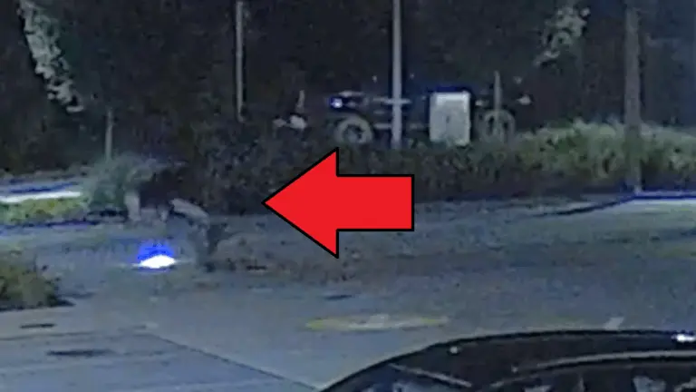 Hatalmasat zakózott az ittas villanyrolleres: íme a videó!