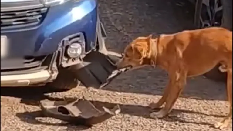 Kóborkutya vs. Suzuki: ezért nem éri meg egy új autóval az utcán parkolni?